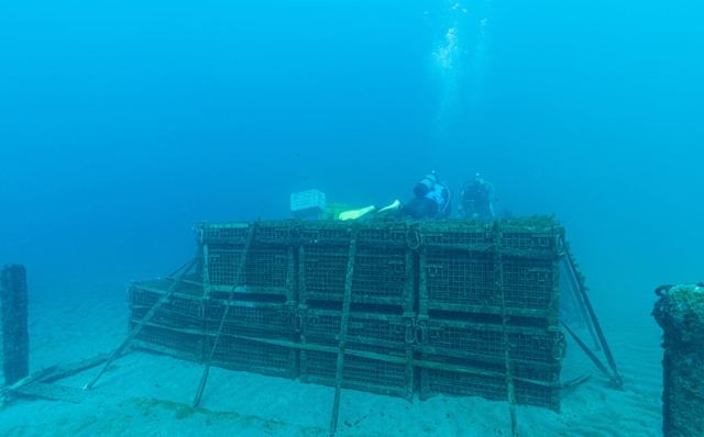 水深15m。南伊豆の美しい海の底でゆっくりと熟成された特別なワイン|SUBRINA 水深15m。南伊豆の美しい海の底でゆっくりと熟成された特別なワイン|SUBRINA