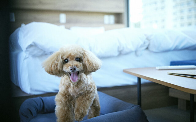 日本初！絶景を楽しめる、近未来デザインのトレーラーホテルがグランドオープン｜RIVIERA GROUP