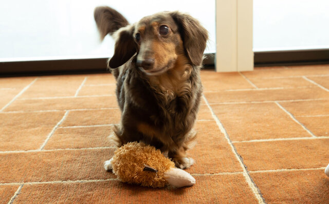 ［犬と泊まれる宿］“館内抱きかかえで皇居お散歩”が叶う！　ザ・ペニンシュラ東京「ドッグステイプログラム」全容を大公開｜TRAVEL