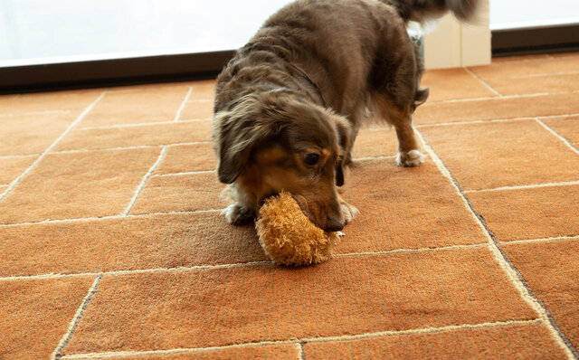 ［犬と泊まれる宿］“館内抱きかかえで皇居お散歩”が叶う！　ザ・ペニンシュラ東京「ドッグステイプログラム」全容を大公開｜TRAVEL
