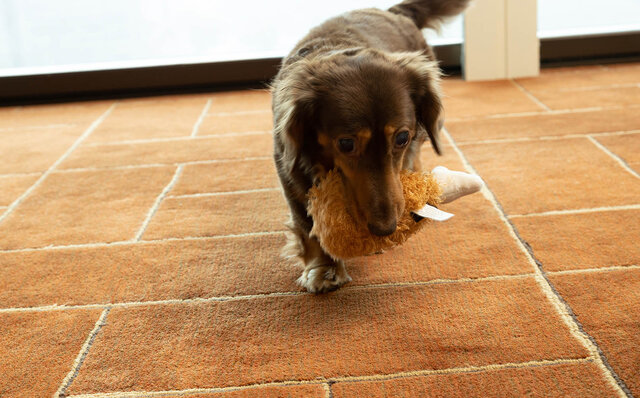 ［犬と泊まれる宿］“館内抱きかかえで皇居お散歩”が叶う！　ザ・ペニンシュラ東京「ドッグステイプログラム」全容を大公開｜TRAVEL