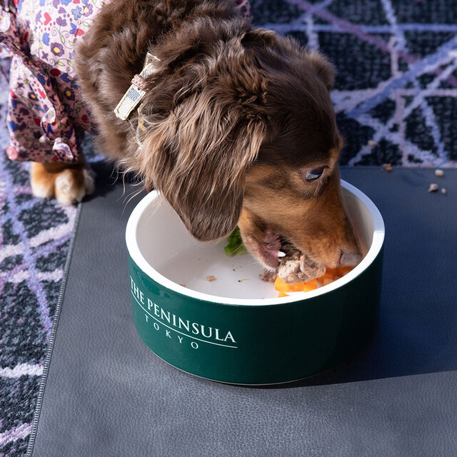 ［犬と泊まれる宿］“館内抱きかかえで皇居お散歩”が叶う！　ザ・ペニンシュラ東京「ドッグステイプログラム」全容を大公開｜TRAVEL