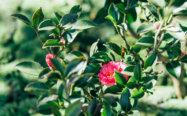 ホテル椿山荘東京、開業70年を記念するオリジナルアロマが誕生。アロマオイルギフト付き宿泊プランも提供開始|TRAVEL ホテル椿山荘東京、開業70年を記念するオリジナルアロマが誕生。アロマオイルギフト付き宿泊プランも提供開始|TRAVEL