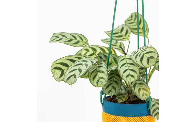 植物を吊るしてインテリアの一部に。使いやすいハンキングプランターを提案|Araheam 植物を吊るしてインテリアの一部に。使いやすいハンキングプランターを提案|Araheam