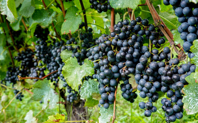 ホテルインディゴ軽井沢とヴィラデストワイナリーのワインメーカーズディナー｜TRAVEL