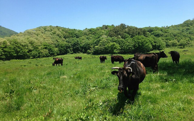 ポール・ボキューズで味わう、日本各地のブランド牛や銘柄牛の始祖 山陰和牛の魅力|EAT ポール・ボキューズで味わう、日本各地のブランド牛や銘柄牛の始祖 山陰和牛の魅力|EAT