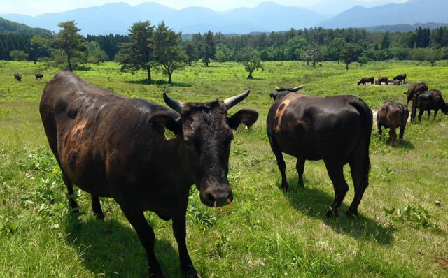 ポール・ボキューズで味わう、日本各地のブランド牛や銘柄牛の始祖 山陰和牛の魅力|EAT ポール・ボキューズで味わう、日本各地のブランド牛や銘柄牛の始祖 山陰和牛の魅力|EAT