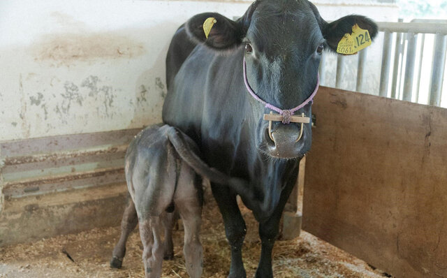 ポール・ボキューズで味わう、日本各地のブランド牛や銘柄牛の始祖 山陰和牛の魅力|EAT ポール・ボキューズで味わう、日本各地のブランド牛や銘柄牛の始祖 山陰和牛の魅力|EAT