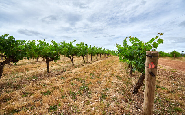 プレミアムワイン、海、オリーブ……。マーガレットリバーで自然の恵みを享受する|TRAVEL プレミアムワイン、海、オリーブ……。マーガレットリバーで自然の恵みを享受する|TRAVEL