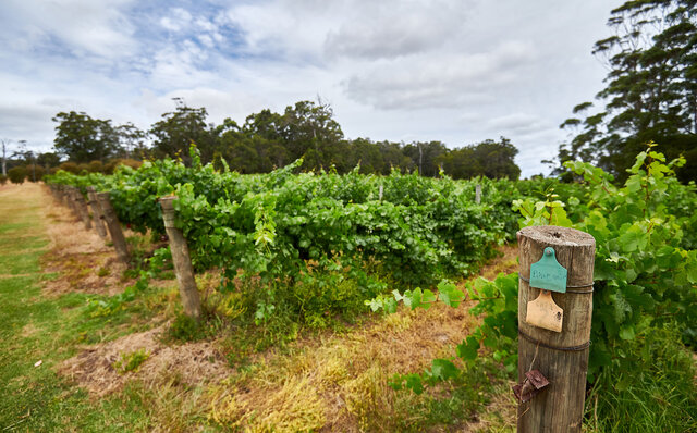 プレミアムワイン、海、オリーブ……。マーガレットリバーで自然の恵みを享受する|TRAVEL プレミアムワイン、海、オリーブ……。マーガレットリバーで自然の恵みを享受する|TRAVEL