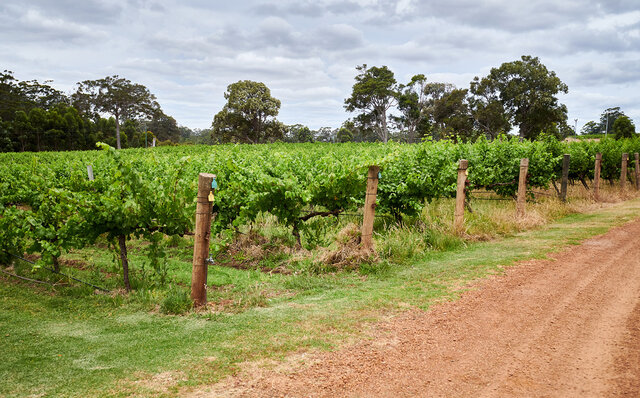 プレミアムワイン、海、オリーブ……。マーガレットリバーで自然の恵みを享受する|TRAVEL プレミアムワイン、海、オリーブ……。マーガレットリバーで自然の恵みを享受する|TRAVEL