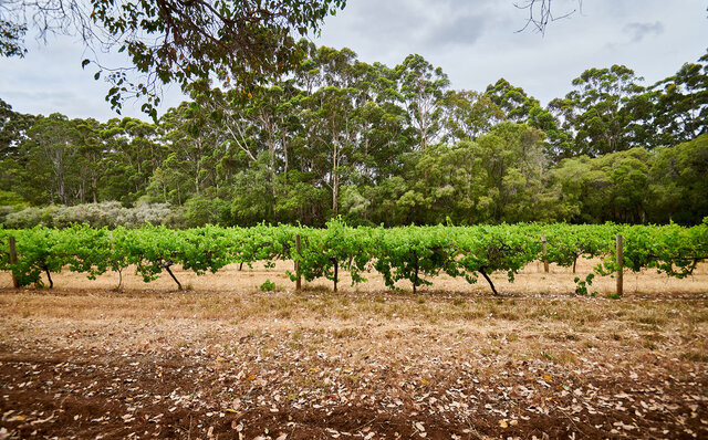 プレミアムワイン、海、オリーブ……。マーガレットリバーで自然の恵みを享受する|TRAVEL プレミアムワイン、海、オリーブ……。マーガレットリバーで自然の恵みを享受する|TRAVEL