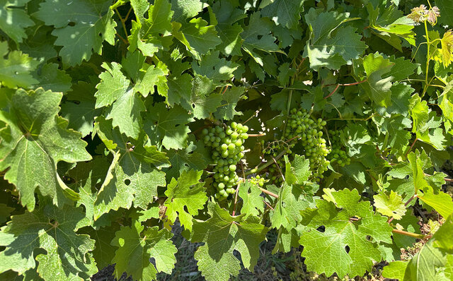 プレミアムワイン、海、オリーブ……。マーガレットリバーで自然の恵みを享受する|TRAVEL プレミアムワイン、海、オリーブ……。マーガレットリバーで自然の恵みを享受する|TRAVEL