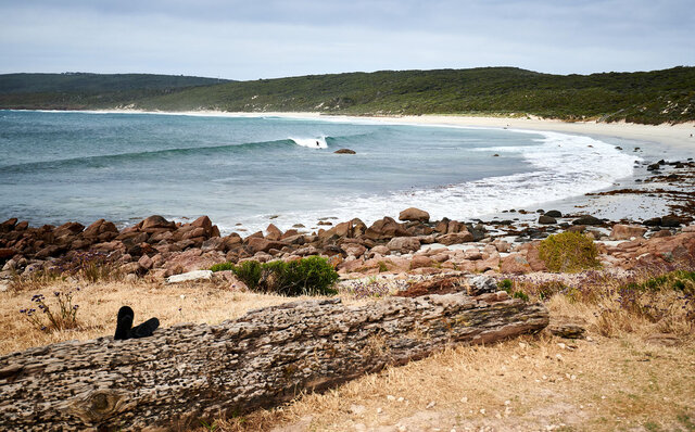プレミアムワイン、海、オリーブ……。マーガレットリバーで自然の恵みを享受する|TRAVEL プレミアムワイン、海、オリーブ……。マーガレットリバーで自然の恵みを享受する|TRAVEL