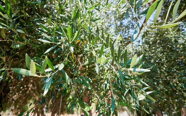 プレミアムワイン、海、オリーブ……。マーガレットリバーで自然の恵みを享受する|TRAVEL プレミアムワイン、海、オリーブ……。マーガレットリバーで自然の恵みを享受する|TRAVEL