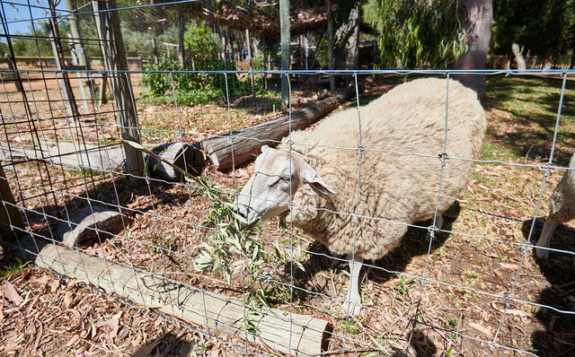 プレミアムワイン、海、オリーブ……。マーガレットリバーで自然の恵みを享受する|TRAVEL プレミアムワイン、海、オリーブ……。マーガレットリバーで自然の恵みを享受する|TRAVEL