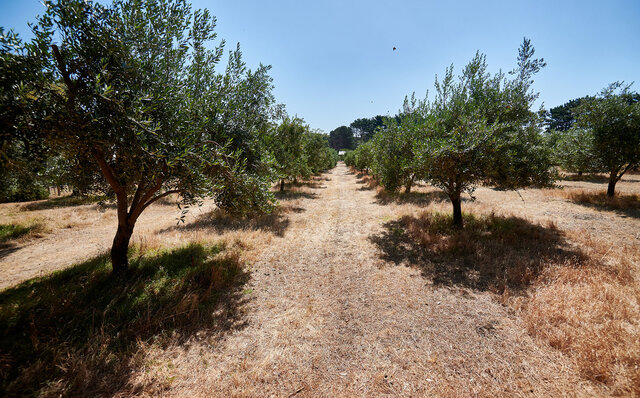 プレミアムワイン、海、オリーブ……。マーガレットリバーで自然の恵みを享受する|TRAVEL プレミアムワイン、海、オリーブ……。マーガレットリバーで自然の恵みを享受する|TRAVEL