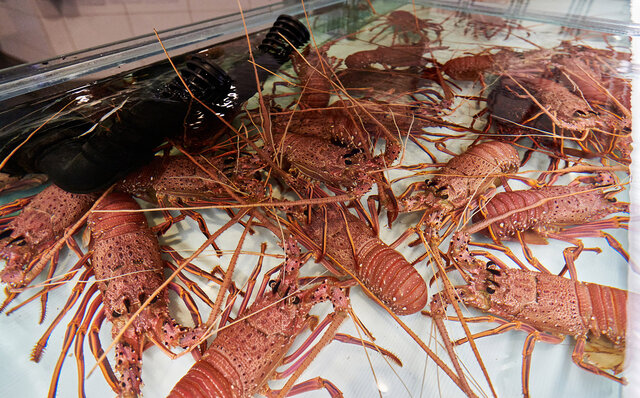 ロットネスト島で、世界一幸せな動物“クオッカ”に恋をした|TRAVEL ロットネスト島で、世界一幸せな動物“クオッカ”に恋をした|TRAVEL