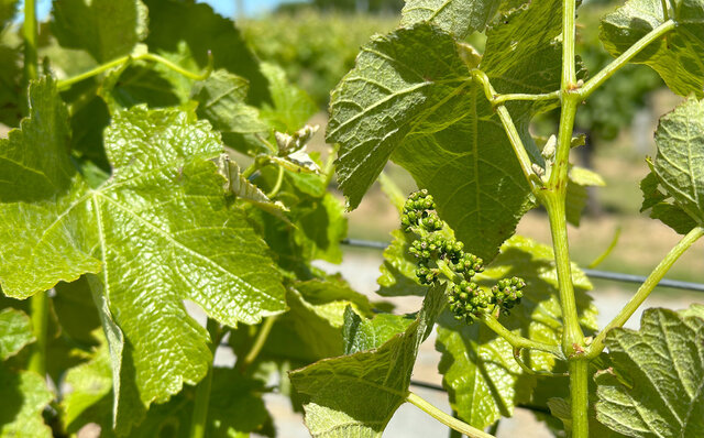 ニュージーランドの銘醸地マールボロに日本人生産者を訪ねる｜TRAVEL