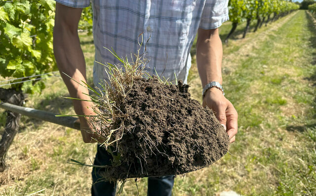 ニュージーランドの銘醸地マールボロに日本人生産者を訪ねる｜TRAVEL