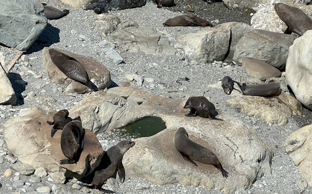 ニュージーランドの南島、カイコウラで地球の息吹を感じる｜TRAVEL