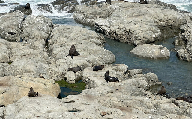 ニュージーランドの南島、カイコウラで地球の息吹を感じる｜TRAVEL