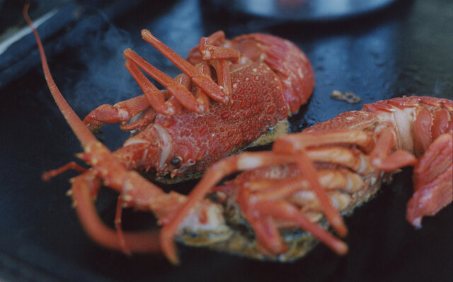 ニュージーランドの南島、カイコウラで地球の息吹を感じる｜TRAVEL