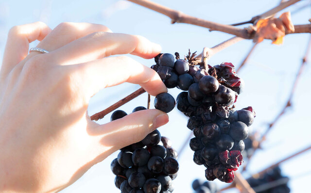 長野のテロワールを現地で感じて、脳で飲むワインがサイコーなのです！｜TRAVEL