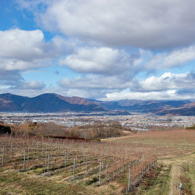 長野のテロワールを現地で感じて、脳で飲むワインがサイコーなのです！｜TRAVEL