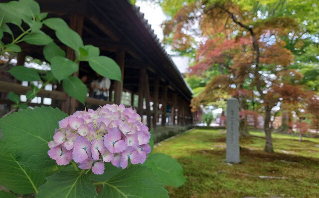 「そうだ 京都、行こう。」 今改めて夏の古都を訪れて味わう、非日常の特別な“癒し”｜TRAVEL