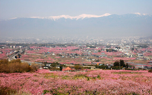星のや|現代日本で最も洗練された桜を愛でる体験 星のや|現代日本で最も洗練された桜を愛でる体験