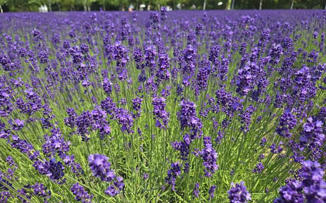 ノゾホテルから見る、富良野の強さと豊かさ ノゾホテルから見る、富良野の強さと豊かさ