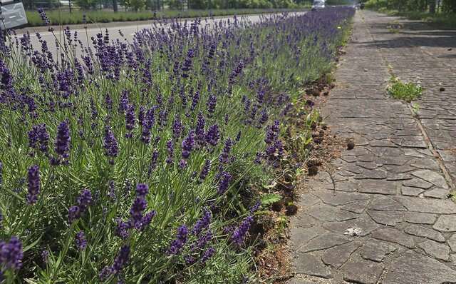 ノゾホテルから見る、富良野の強さと豊かさ ノゾホテルから見る、富良野の強さと豊かさ