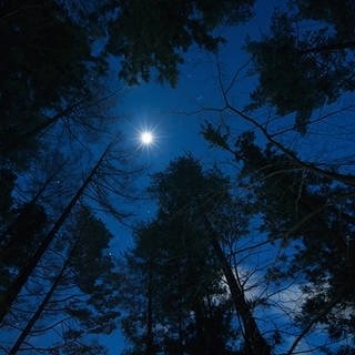 月明かりの夜を愛でる。星のや富士が「富士ムーンライトトレッキング」を開催｜HOSHINOYA Fuji