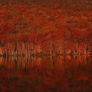 朝イチバンの澄みわたる空気の中で堪能する青森・奥入瀬の絶景紅葉｜TRAVEL
