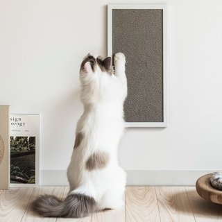 猫の健康をデザインする「RINN」と共同開発した“爪とぎ”｜sanwacompany