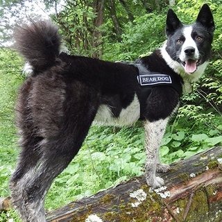 ヒトとクマの共生を目指しツキノワグマ保護管理に取り組む｜NPO法人「ピッキオ」