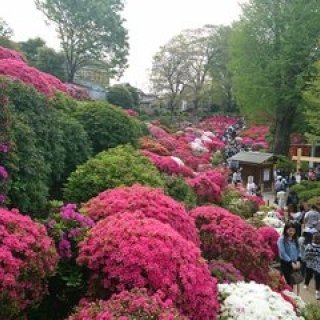 連載エッセイ｜#ijichimanのぼやき「根津編」