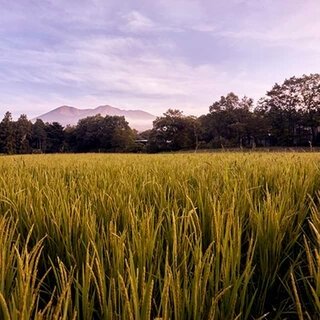 星野リゾート　リゾナーレ那須が、お米づくりの魅力を伝える「お米の学校」を開校｜TRAVEL