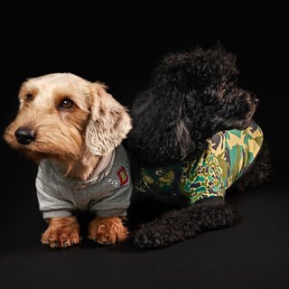 ディーゼル初、大胆さを備えたドッグウェアコレクションが登場｜DIESEL 