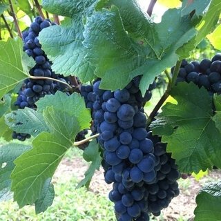 「ドメーヌ ミエ・イケノ」のミレジムを宿泊者限定で販売｜TRAVEL