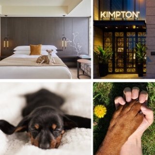 いつも癒しをくれる愛犬にペットケーションをプレゼント！　一緒にブランチも楽しむ宿泊プラン｜Kimpton Shinjuku Tokyo