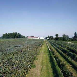 老舗ワイナリーでブドウを収穫し、自分好みのワインを完成させる「手業のひととき」｜TRAVEL