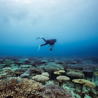 サンゴの村で地球の未来を考える、サンゴの植え付け体験｜サスティナブルオキナワ