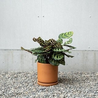 アノニマスなデザインが特徴の植木鉢シリーズ。受け皿もセットで販売｜ARAHEAM