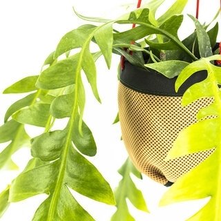 植物を吊るしてインテリアの一部に。使いやすいハンキングプランターを提案｜Araheam