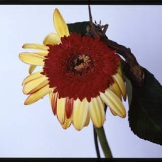 第7回：荒木経惟という写真家の本当のすごさ