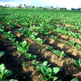 第6回　シガーはどこで生まれる？