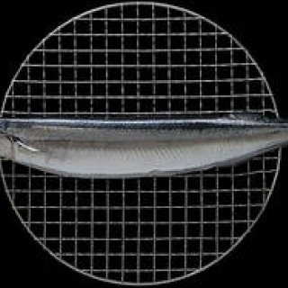 第41回　「食」にまつわる話＿サンマ編