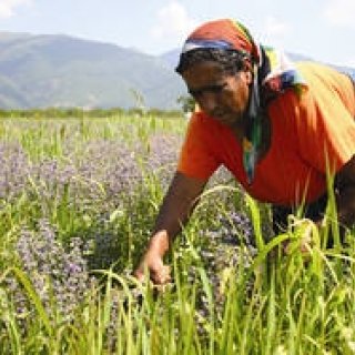 Tips│『アヴェダ』オーガニック データ